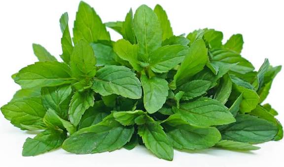 صادرات سبزی نعناع خشک به عراق + قیمت عمده